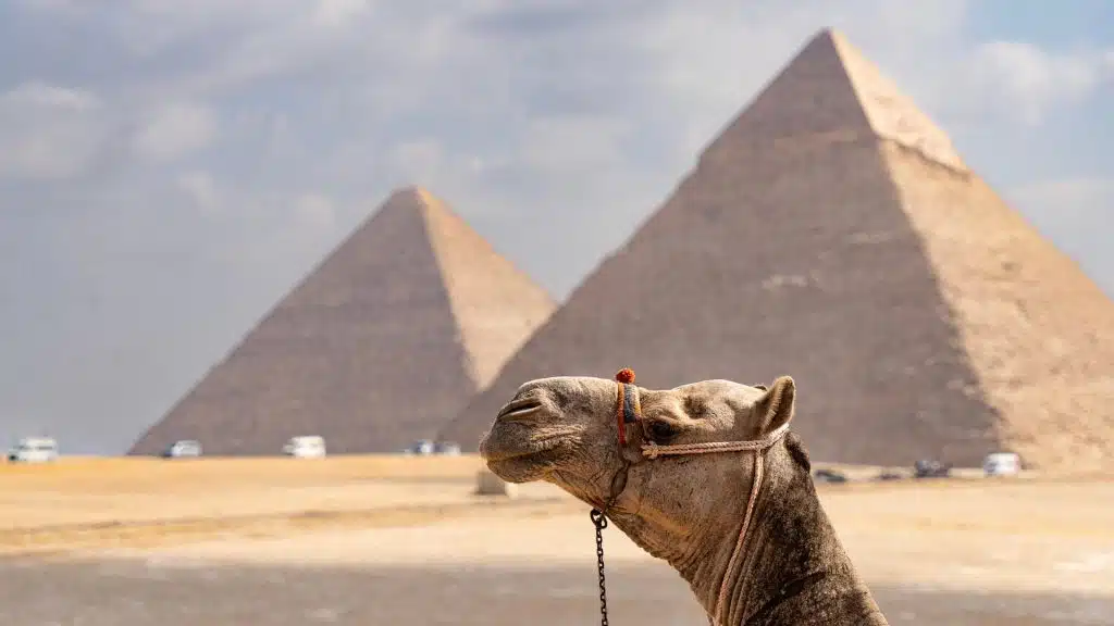 A camel in from of the pyramids of Giza