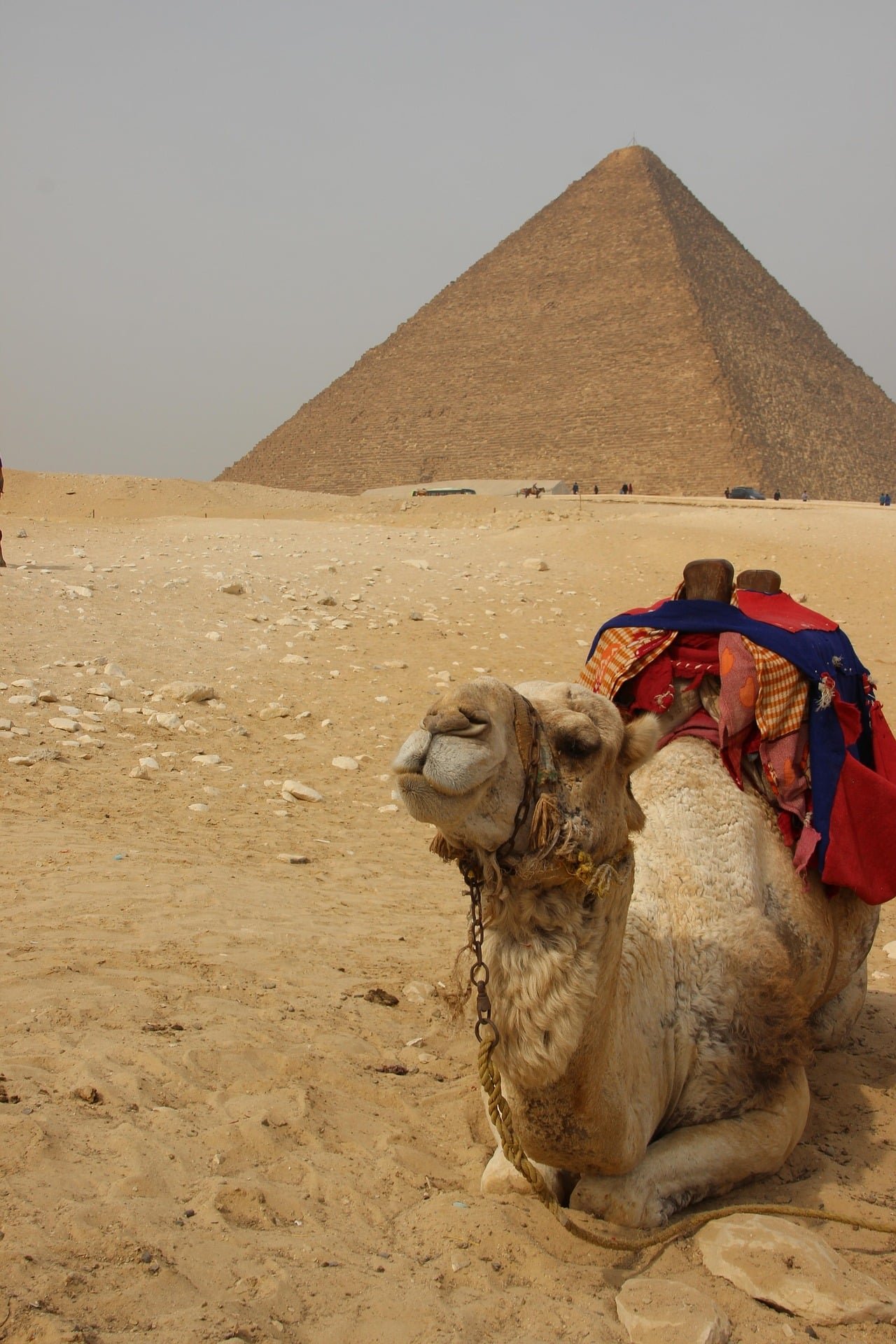 Camel in Giza pyramids
