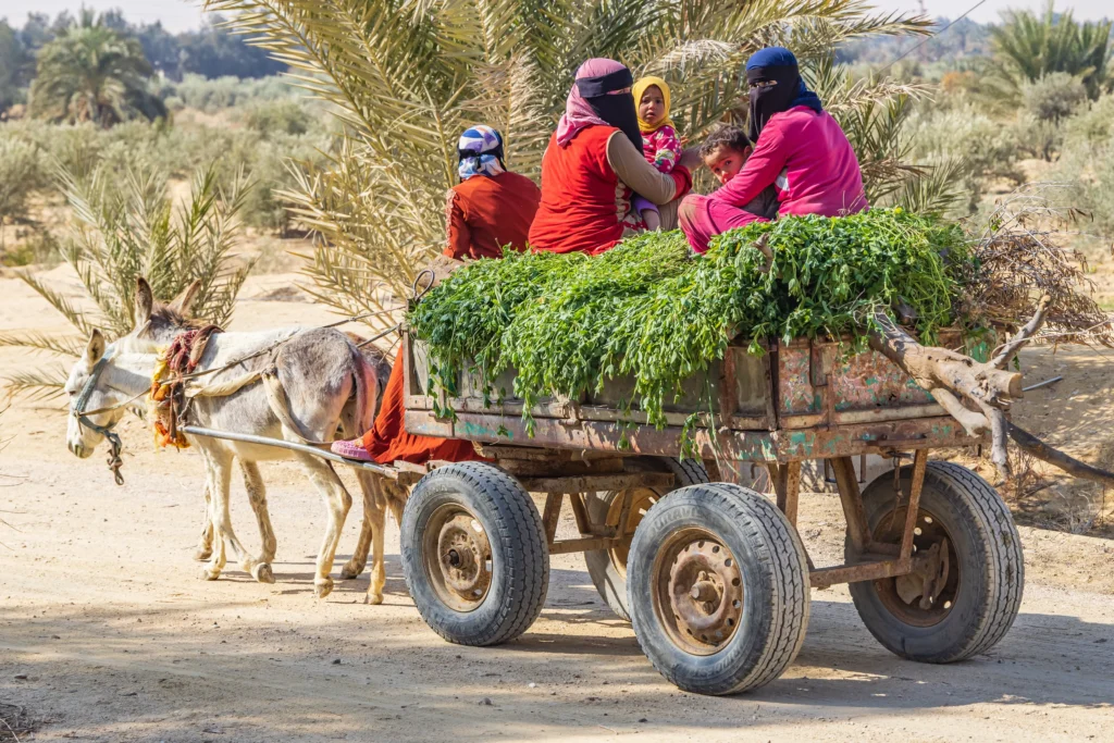Fayoum countryside